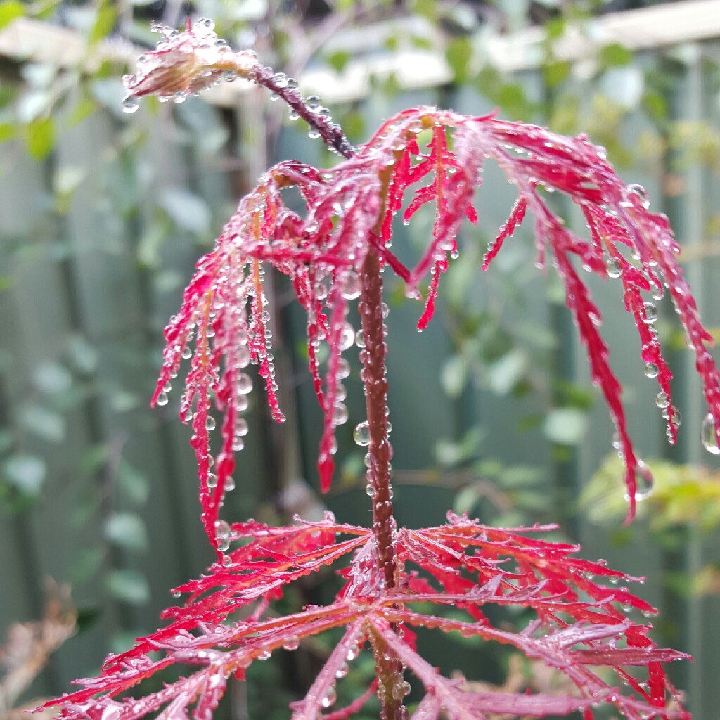 Plant image Acer palmatum 'Dissectum' (Dissectum Group) syn. Acer palmatum var. dissectum 'Dissectum'