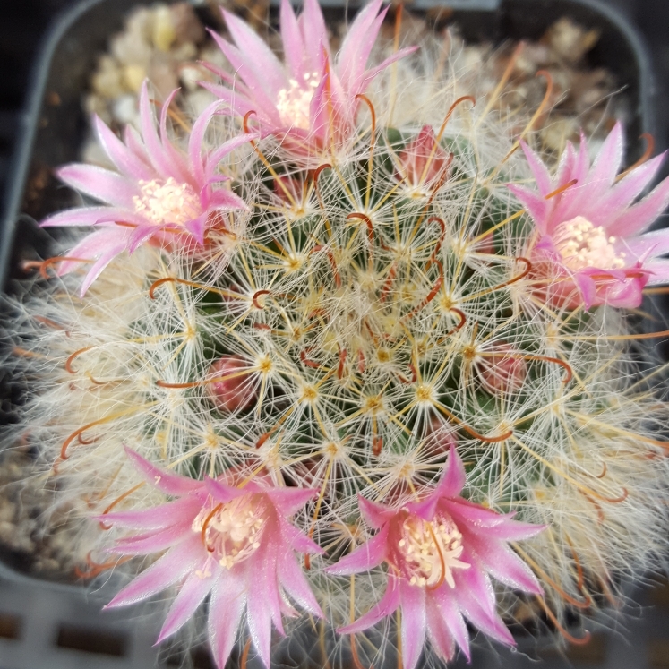 Plant image Mammillaria bocasana