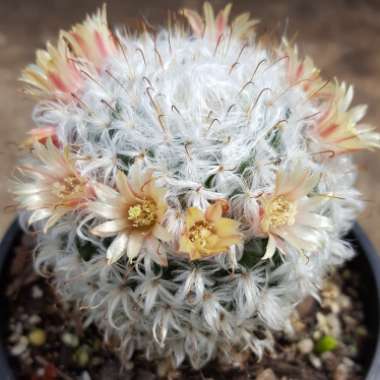 Mammillaria bombycina