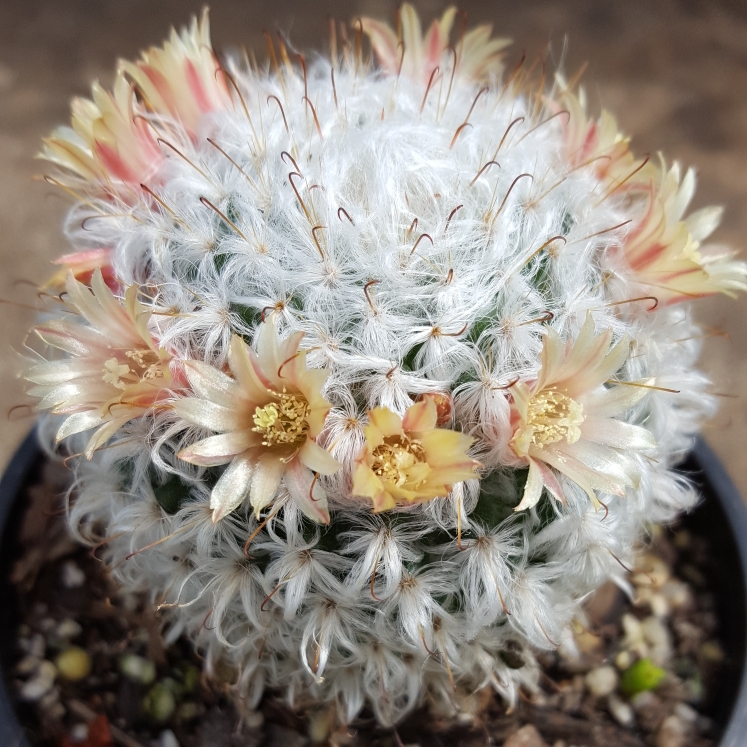 Plant image Mammillaria bombycina