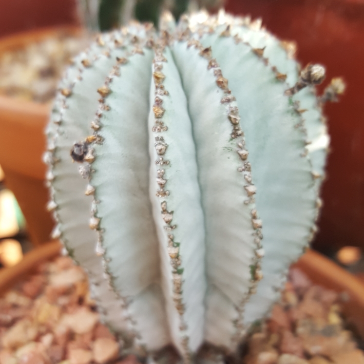 Plant image Euphorbia polygona 'Snowflake'