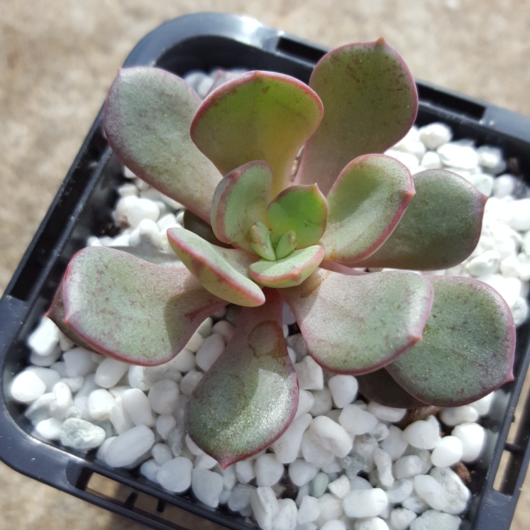 Plant image Echeveria Bella Rouge