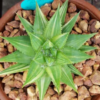 Aloe Polyphylla