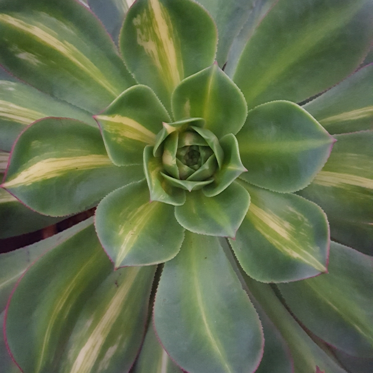 Plant image Aeonium Starburst