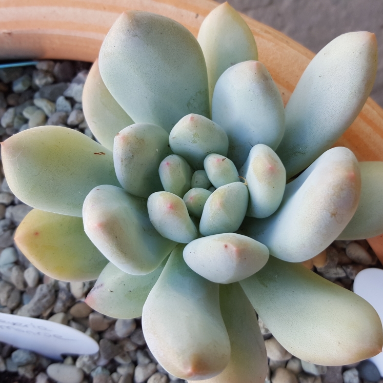 Plant image x Pachyveria Elaine