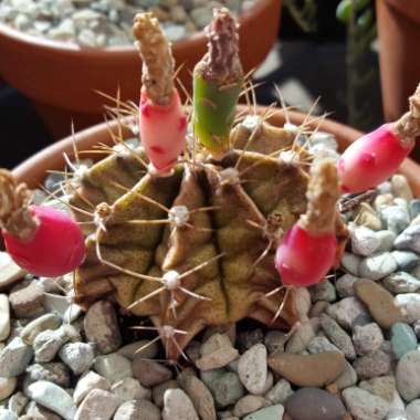 Moon Cactus (Graft)