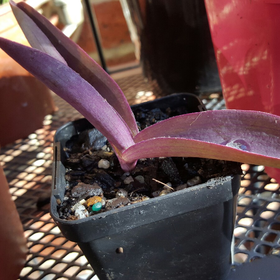 Tradescantia pallida 'Purpurea' syn. Tradescantia pallida 'Purple Heart'