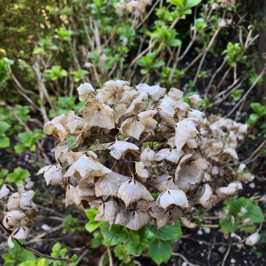 Hydrangea