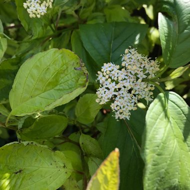 Cornus