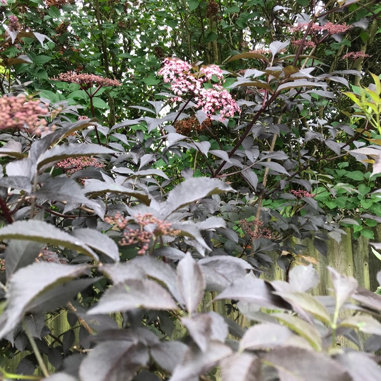 Plant image Sambucus nigra