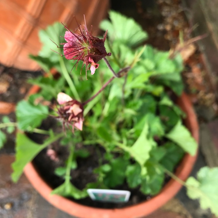 Plant image Geum rivale 'Leonard's Variety'