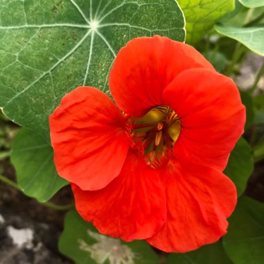 Nasturtium