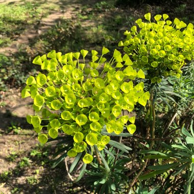 Euphorbia