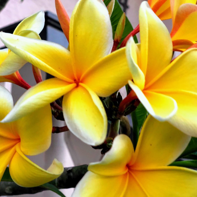 Plant image Plumeria Rubra 'Darwin Yellow'