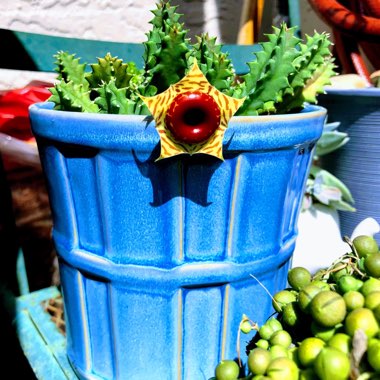 Huernia Zebrina