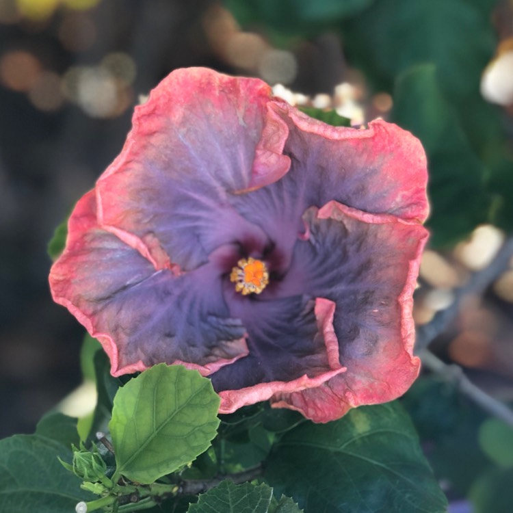 Plant image Hibiscus rosa-sinensis 'Storm Front'