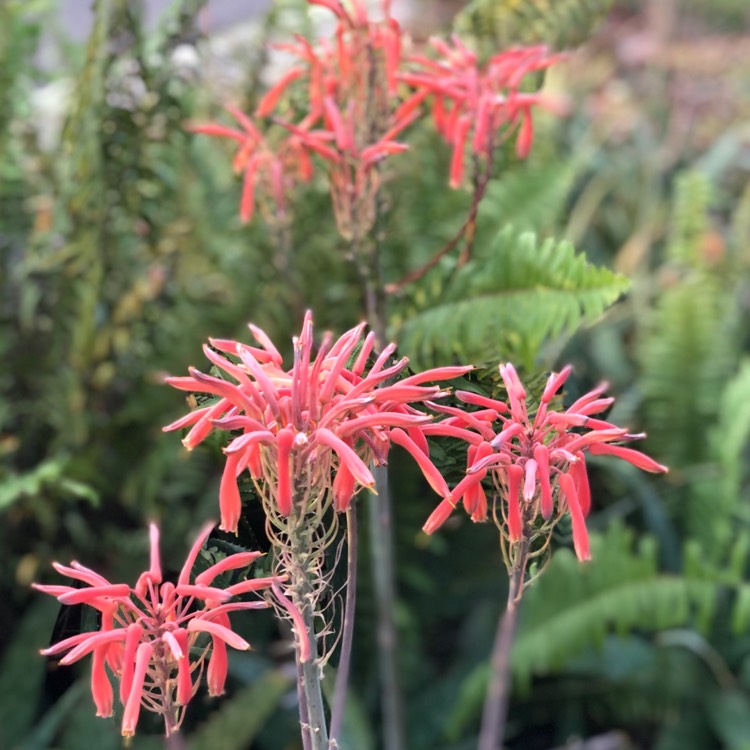 Plant image Aloe 'Blizzard'