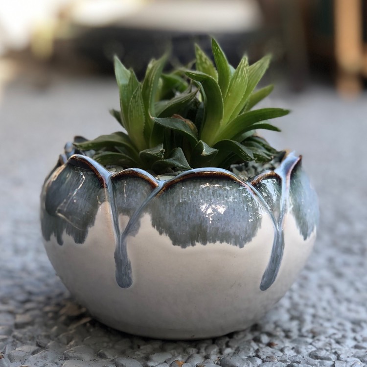 Plant image Haworthia cooperi Var. 'Cooperi'