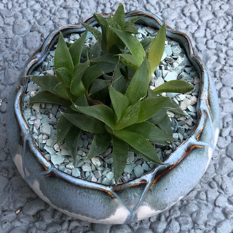 Plant image Haworthia cooperi Var. 'Cooperi'