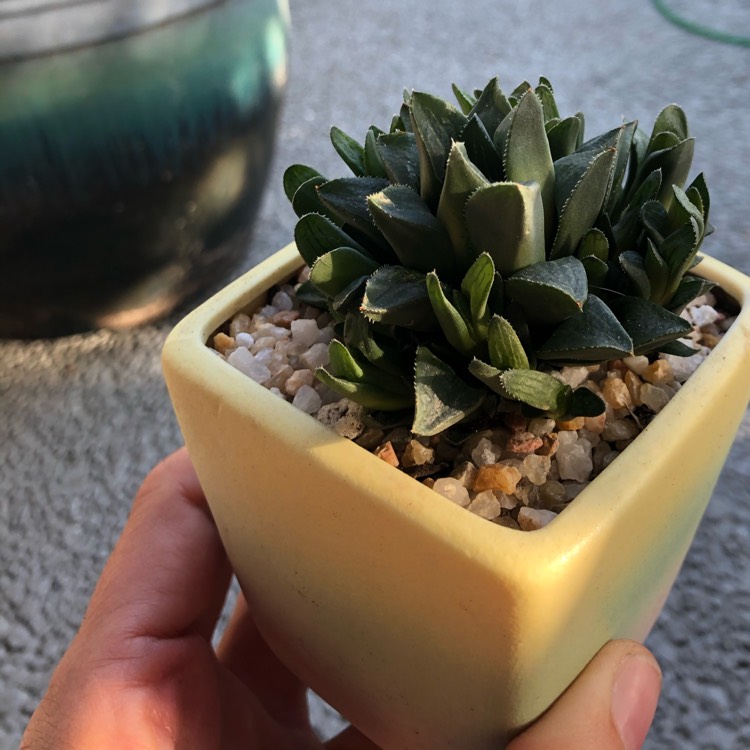 Plant image Haworthia magnifica