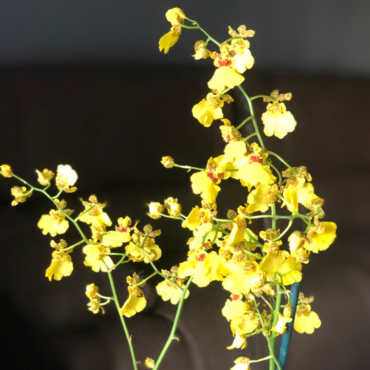 Plant image Oncidium 'Sweet Sugar'