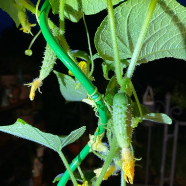 Cucumis sativus 'Boston Pickling'