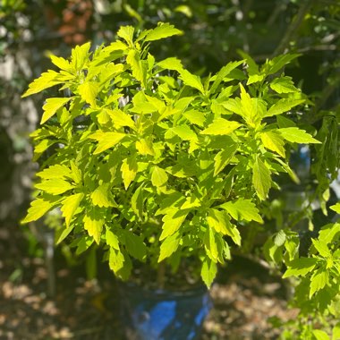 Plectranthus scutellarioides 'Versa Lime'