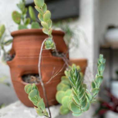 Kalanchoe panamensis