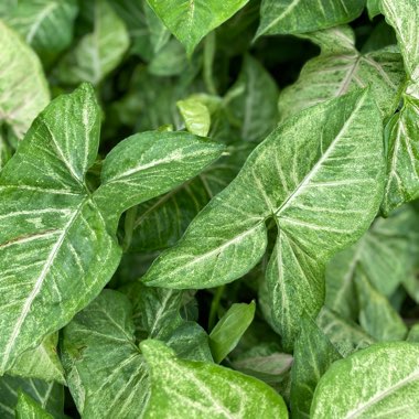 Caladium 'Aaron'