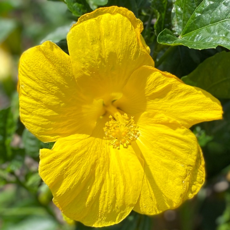 Plant image Hibiscus rosa-sinensis 'Fort Myers Yellow'