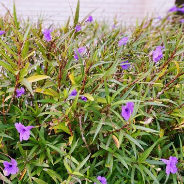 Ruellia simplex