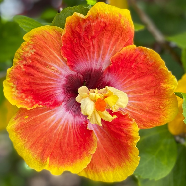 Plant image Hibiscus rosa-sinensis 'Hawaiian Sunset'