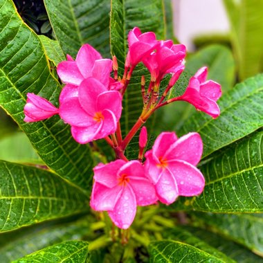 Plumeria Rubra 'Hot pink'