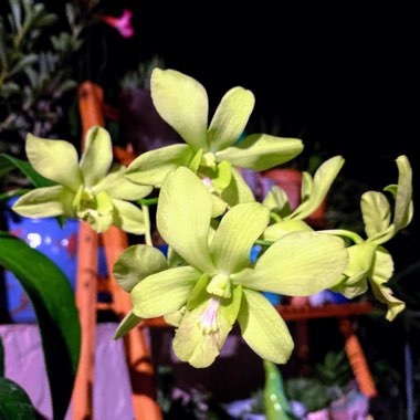 Dendrobium