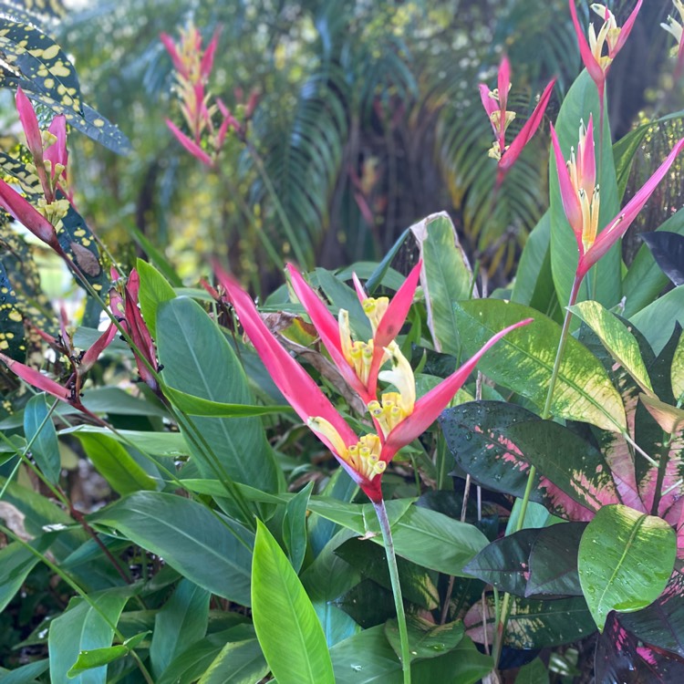 Plant image Heliconia