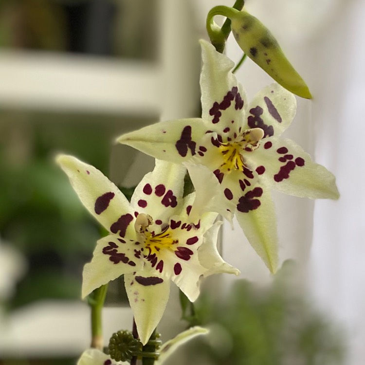 Plant image x Beallara Peggy Ruth Carpenter 'Morning Joy'