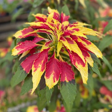 Amaranthus tricolor 'Joseph's Coat'