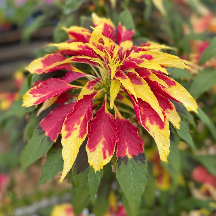 Plant image Amaranthus tricolor 'Joseph's Coat'