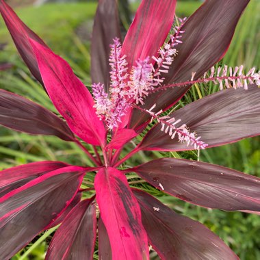 Cordyline fruticosa