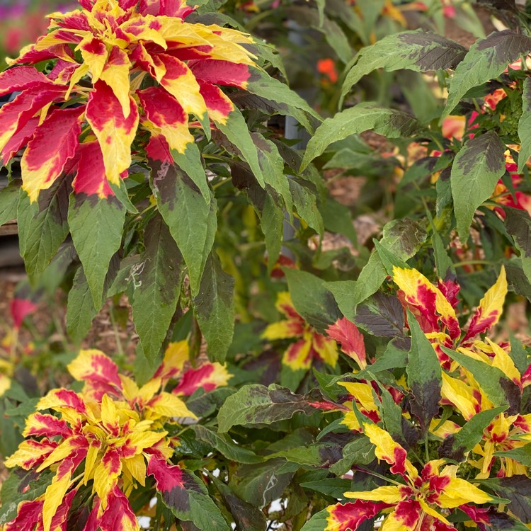 Plant image Amaranthus tricolor 'Joseph's Coat'