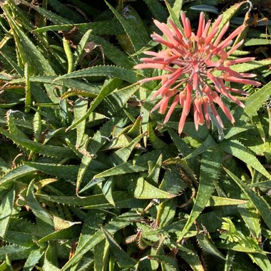 Aloe Maculata