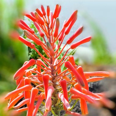 Aloe Maculata