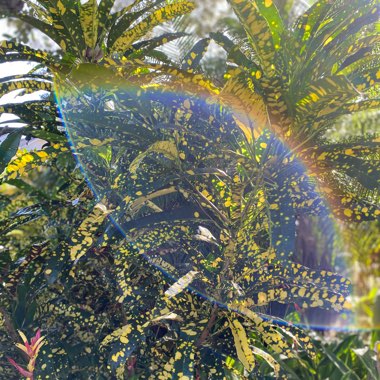 Codiaeum variegatum 'Gold Dust'