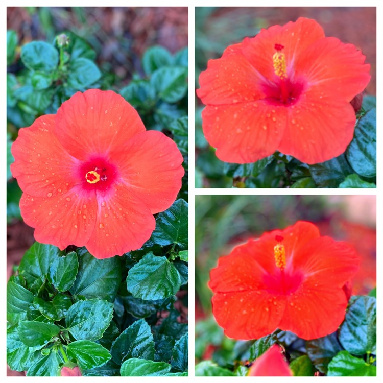 Plant image Hibiscus Rosa-sinensis 'Ruby Red'