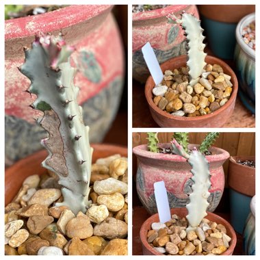 Euphorbia lactea 'White Ghost'