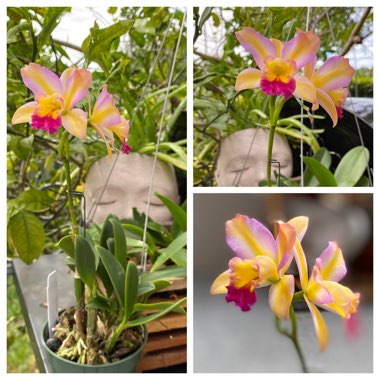 Cattleya