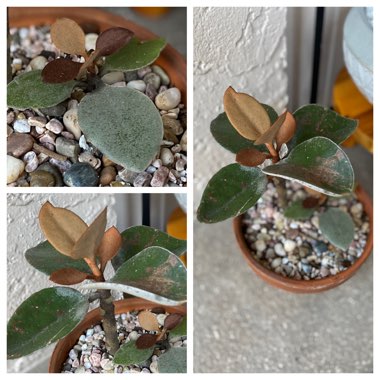 Kalanchoe orgyalis