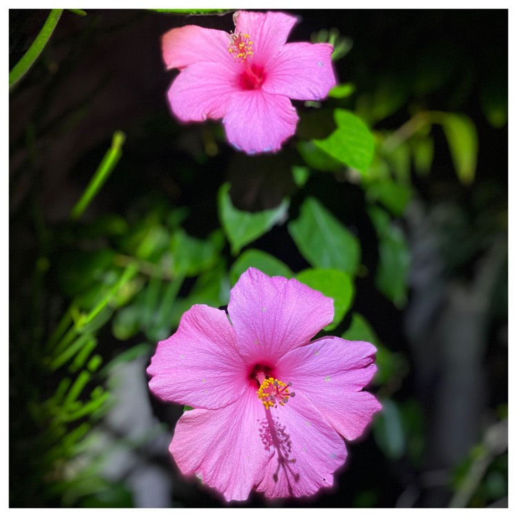 Plant image Hibiscus extreme 'Hot Pink'