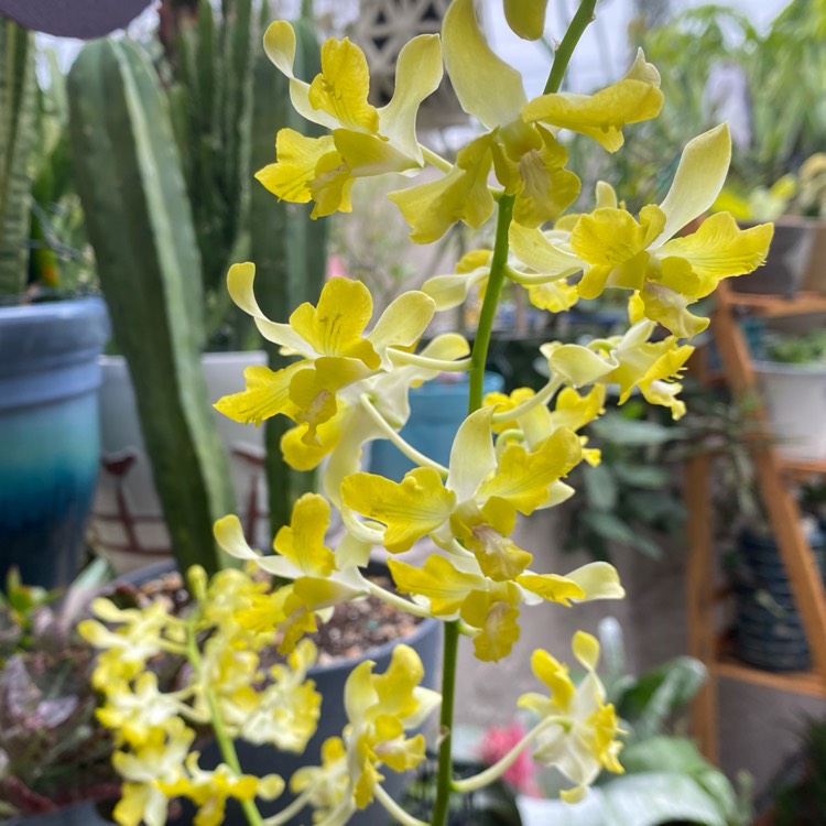 Plant image Dendrobium delicatum