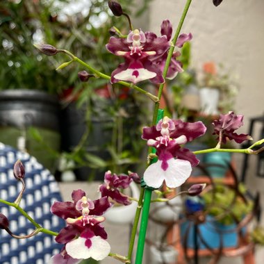 Oncidium Sharry Baby 'Sweet Fragrance'